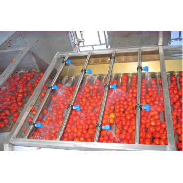 Línea de procesamiento de tomate automático